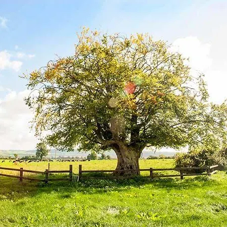 Cherryfield * Ballyragget